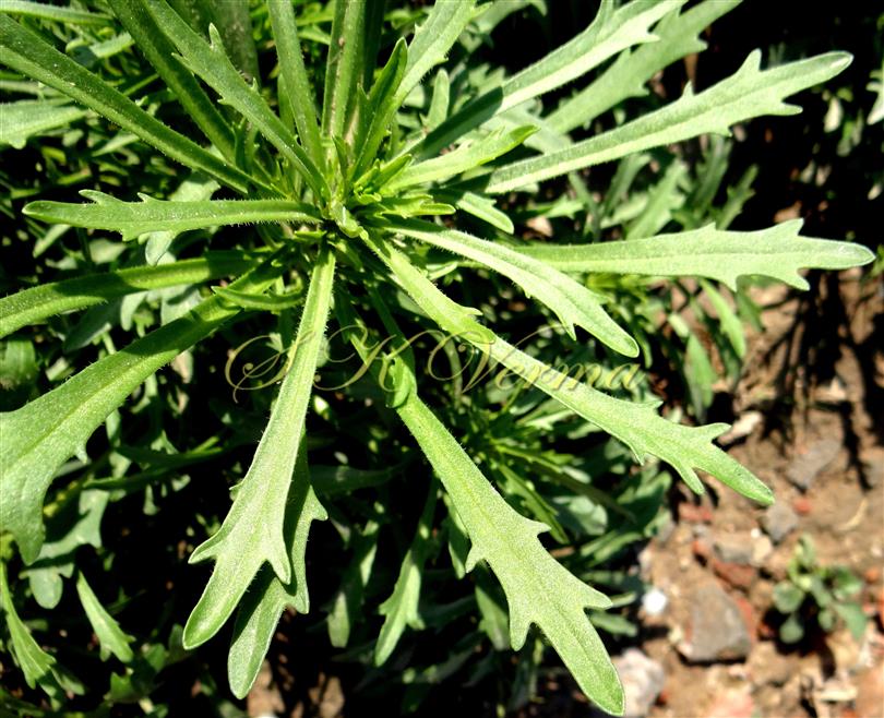  Leaves